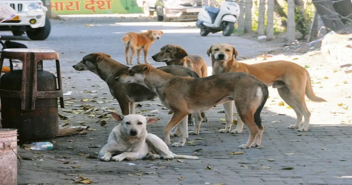 Delhi Schools Told to Appoint Nodal Officers for Stray Dogs