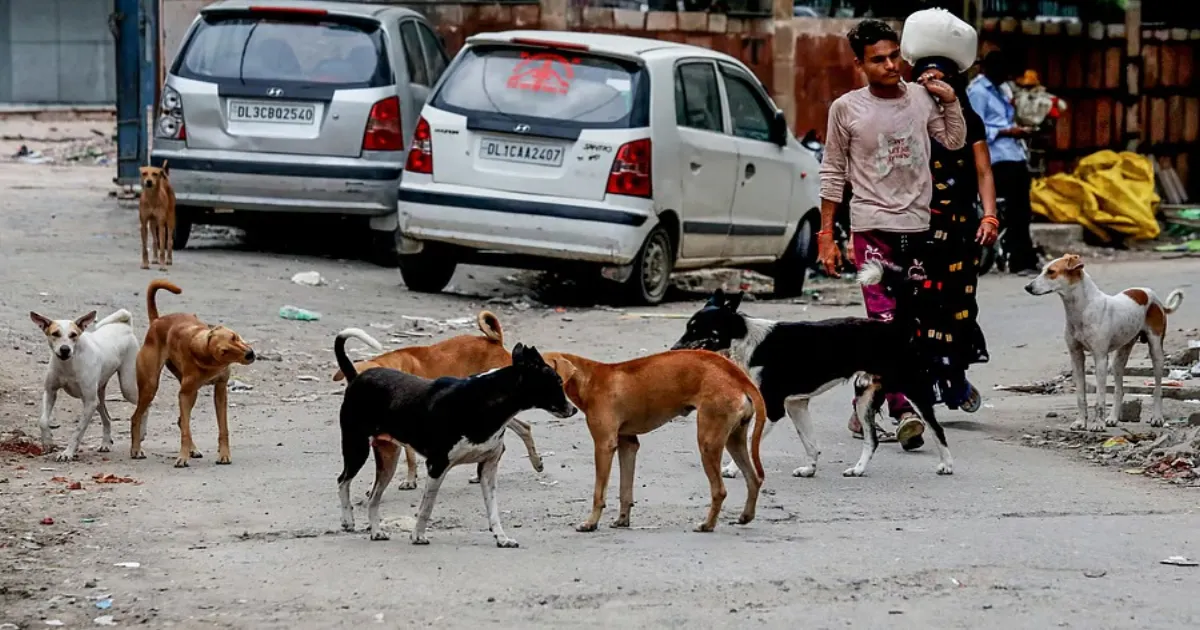 Delhi Police FIR Targets Fake News on Teachers Counting Stray Dogs