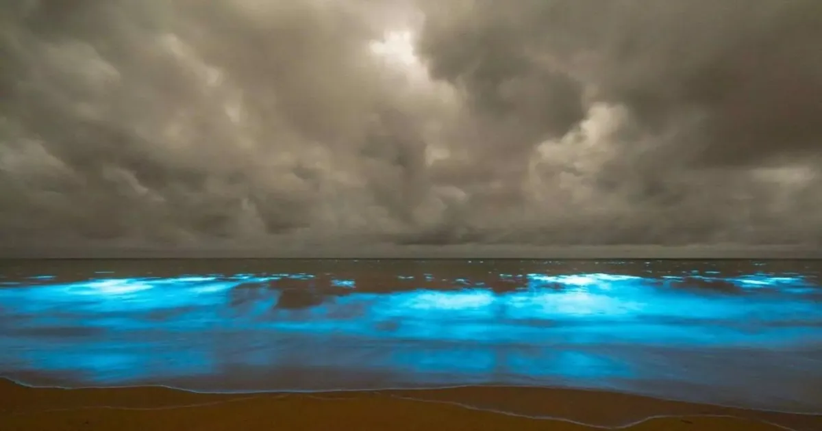 Tasmania's Blue-Glowing Beaches Tied to Climate Change, Not Salmon Farms