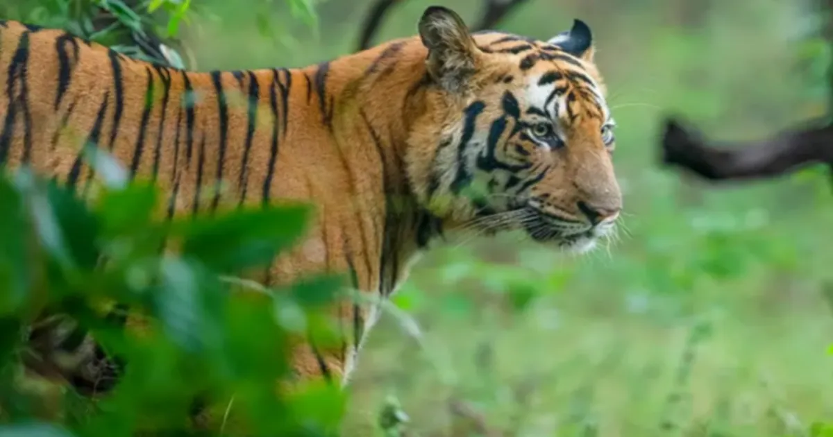 Bandhavgarh Tiger Reserve Named Among World's Top Travel Spots for 2026 by New York Times