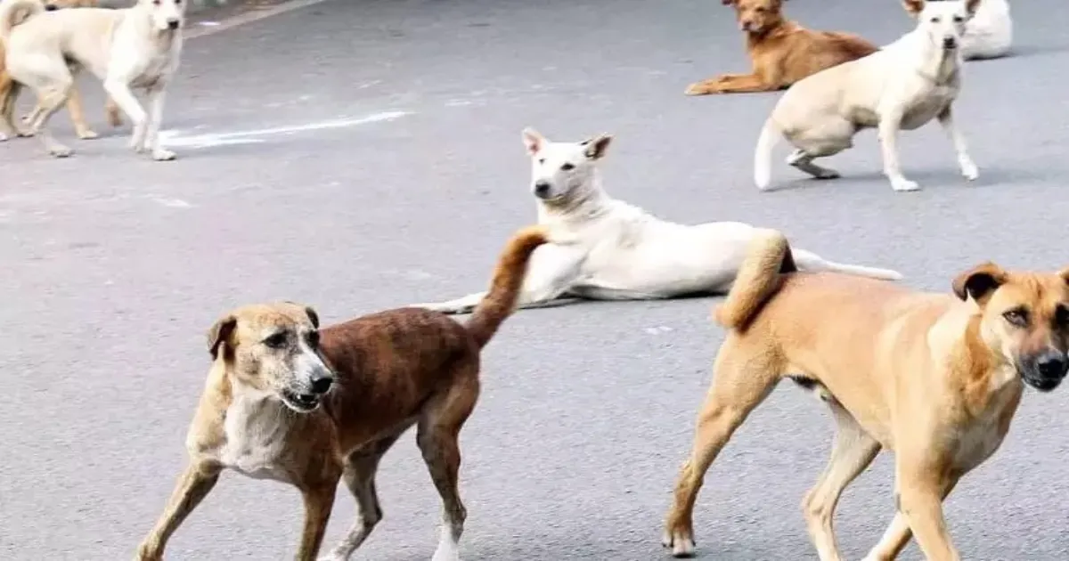 Supreme Court Warns of Surge in Stray Dog Attacks on Children and Elderly