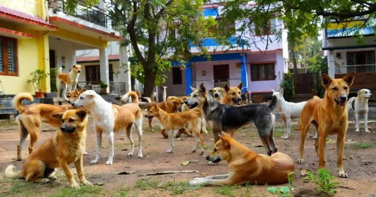Supreme Court to Impose Heavy Fines on States for Stray Dog Attacks