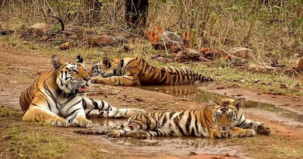 MP Cabinet Sanctions Rs 390 Crore for Tiger Reserve Buffer Zones and Tribal Development