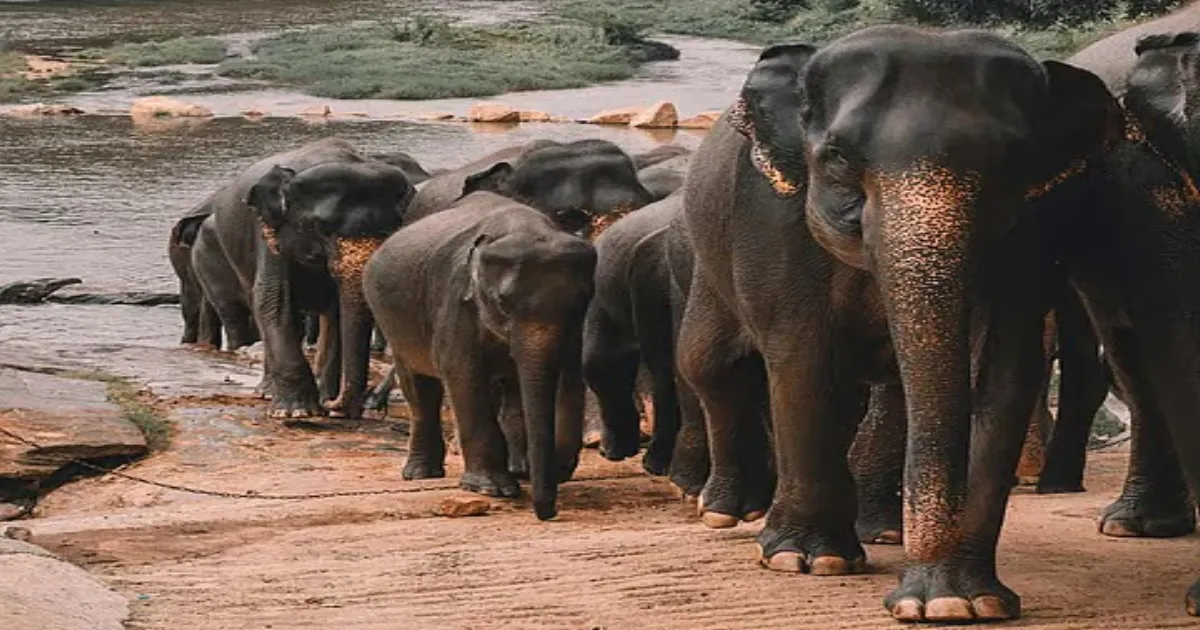 One-Year-Old Among Six Killed in Elephant Rampage in Jharkhand