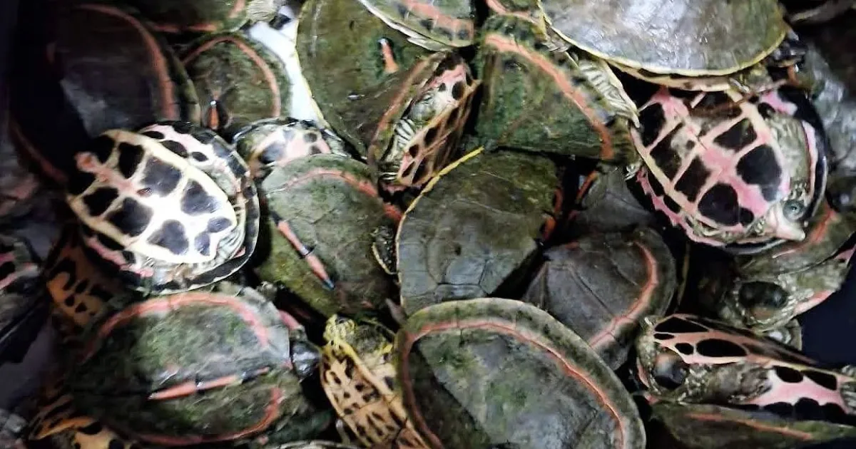311 Endangered Turtles Smuggled in AC First-Class Coach Seized at Bhopal Station