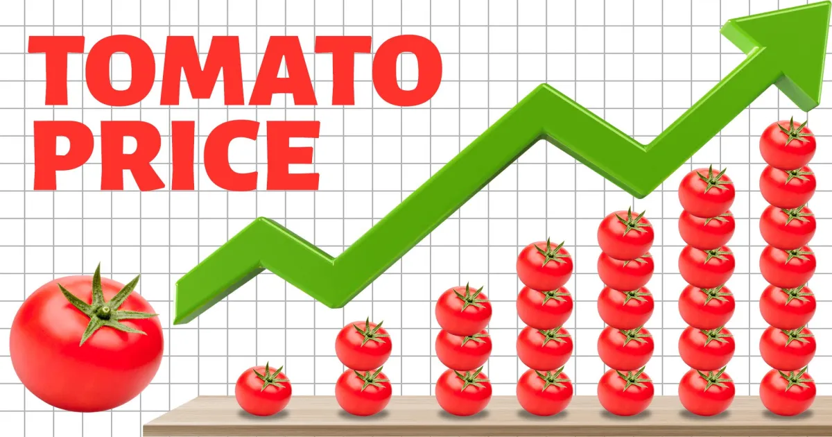 Tomato Price Spike Makes Home-Cooked Meals Costlier in June