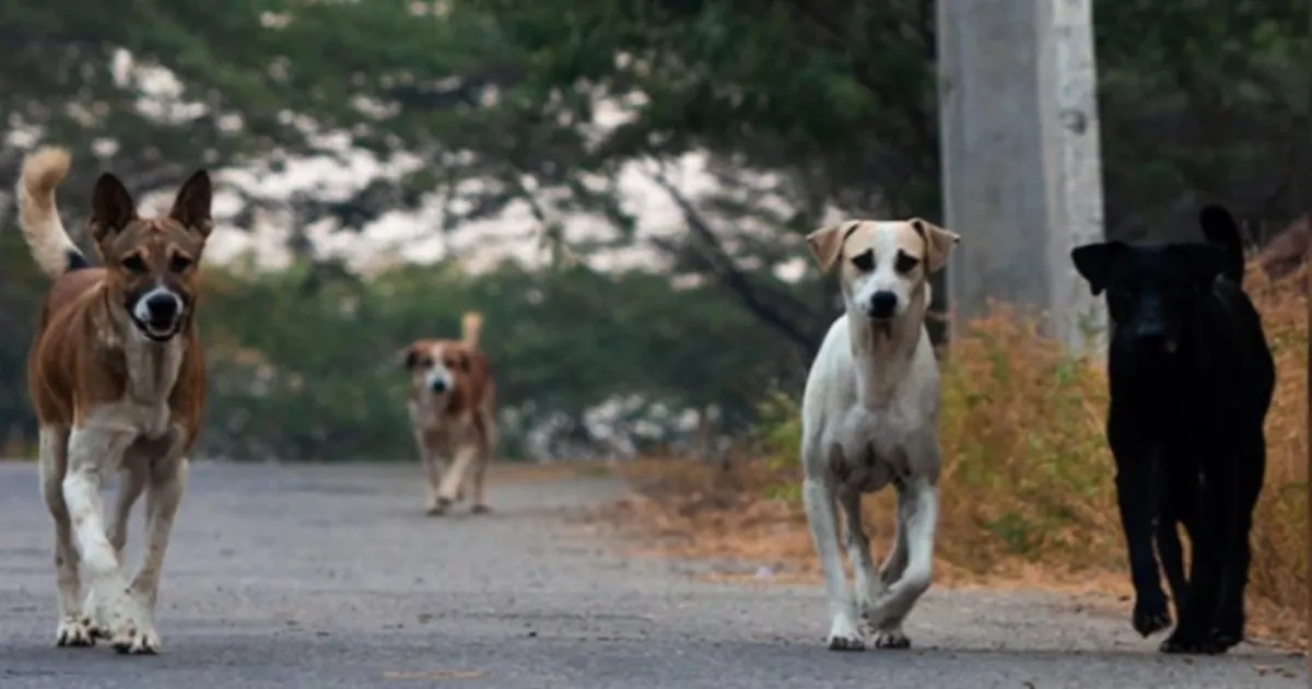 bengaluru-techies-dog-chase-nightmare-turns-into-theft