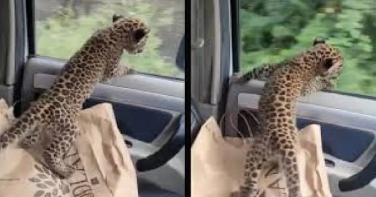 Leopard Cub’s Heartwarming Rescue in Himachal Pradesh