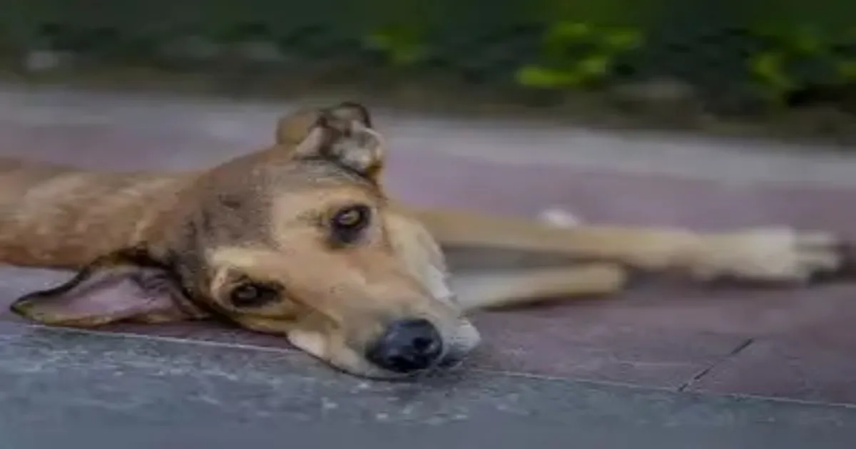 Supreme Court Blames Local Inaction for Delhi’s Stray Dog Crisis
