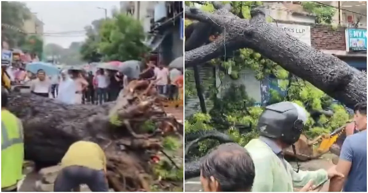 Delhi Rains: Tree Fall Critically Injures Father, Daughter in Kalkaji