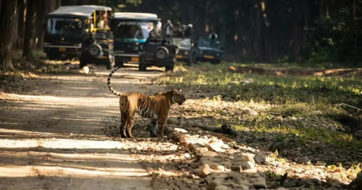 tourists-stranded-in-ranthambore-safari-nightmare-spark