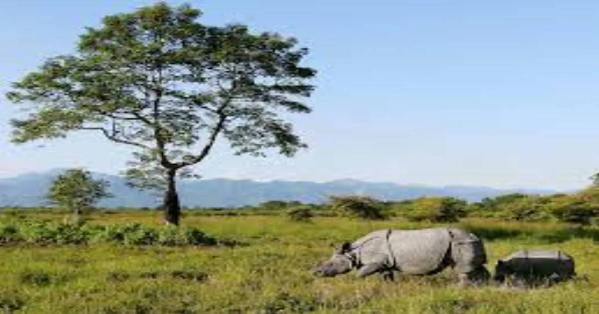 manas-national-park-in-peril-grasslands-shrink-by-50-in