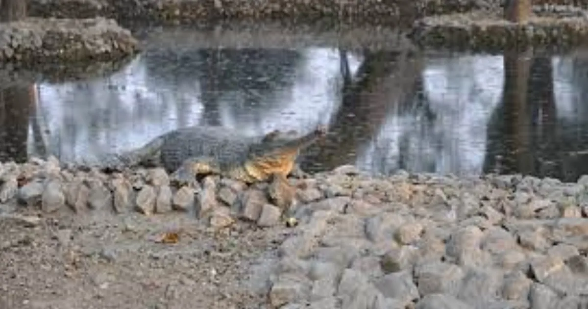 Crocodiles Break Free at Kolkata Zoo During Record Rain Chaos