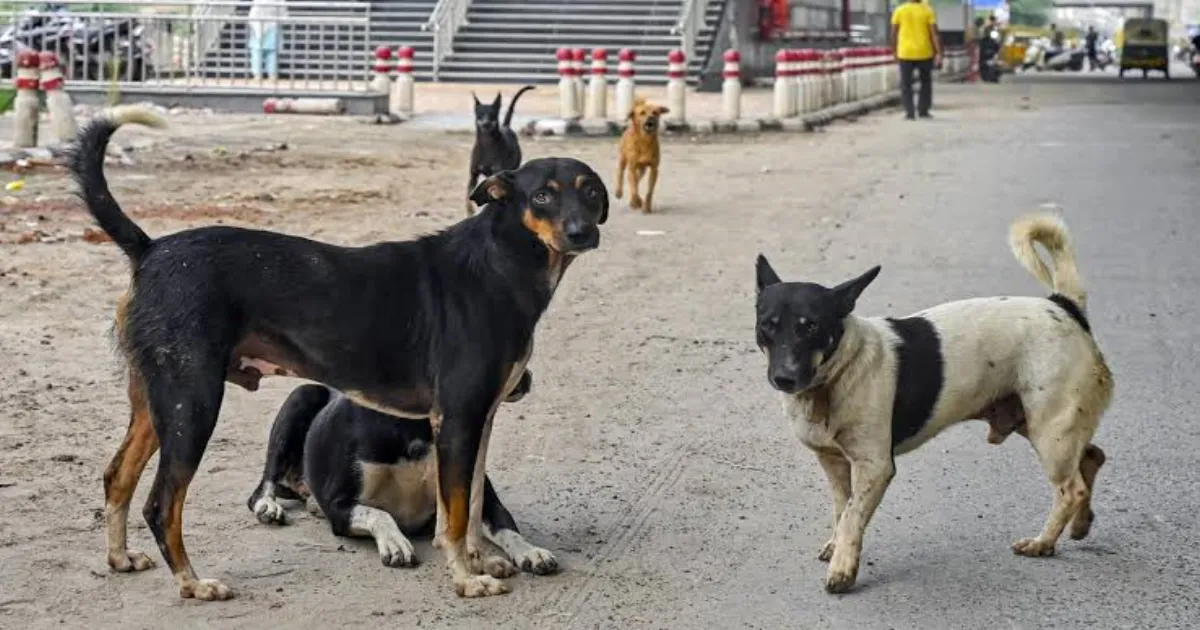 Delhi High Court Orders Sterilisation Camps For Stray Dogs Instead Of Pounds