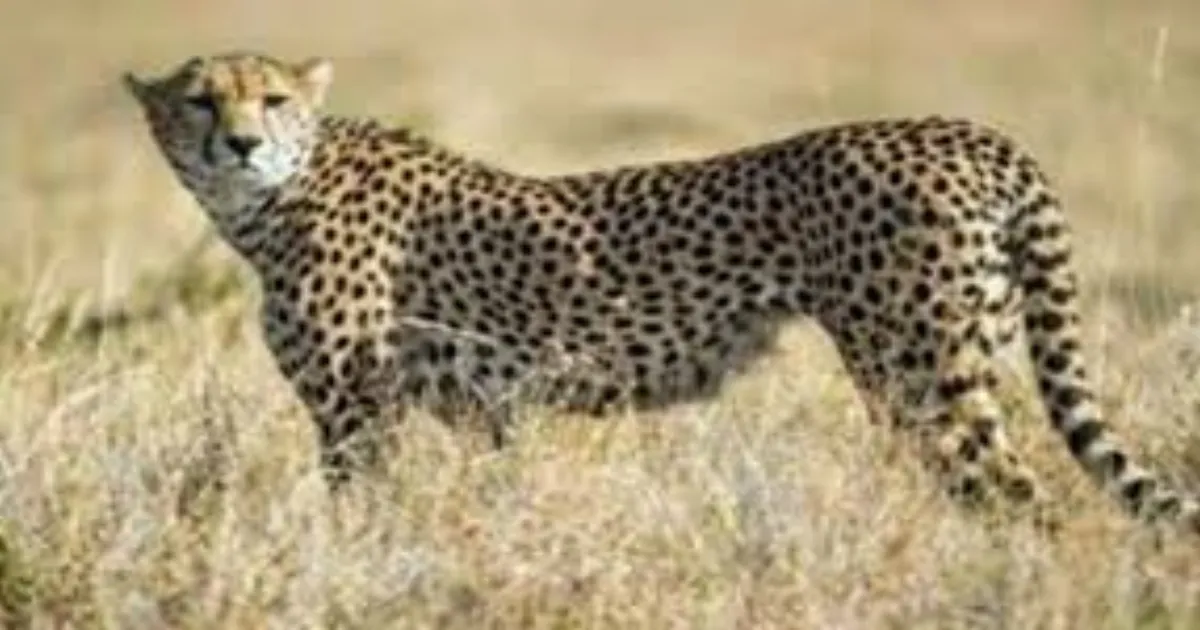 cheetahs-roar-back-to-gujarat-banni-grasslands-set-for