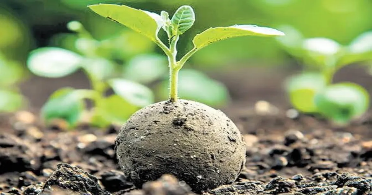 Thiruvananthapuram’s Seed Ball Triumph Earns World Record Glory