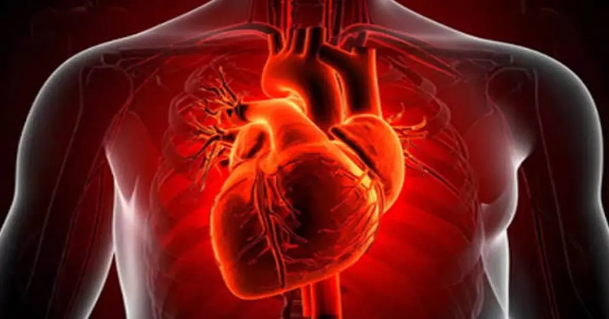 Study Finds Human Heart Can Regrow Muscle Cells After Heart Attack
