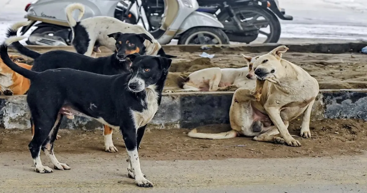 Another 100 Stray Dogs Poisoned After 500 Killed in Election Pledge in Telangana