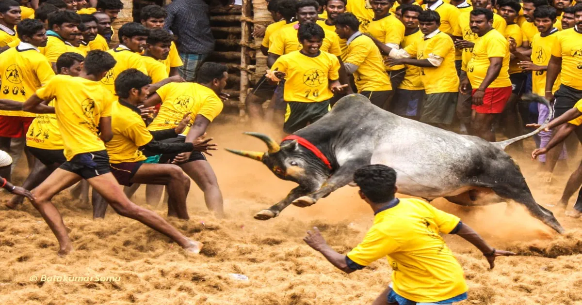 alanganallur-jallikattu-in-madurai-today