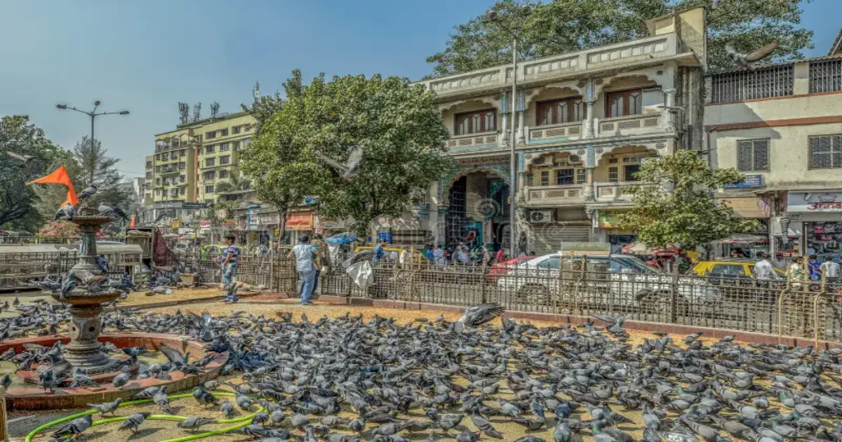 Pigeons Are A Health Hazard! Maharashtra Orders BMC to Shut Down Mumbai’s Kabootar Khanas
