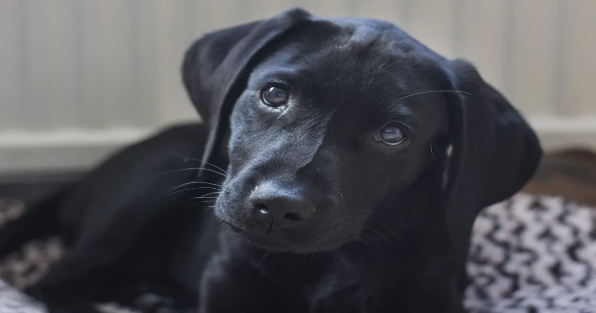 Labradors and Humans Share the Same Obesity Genes, Shows UK Study