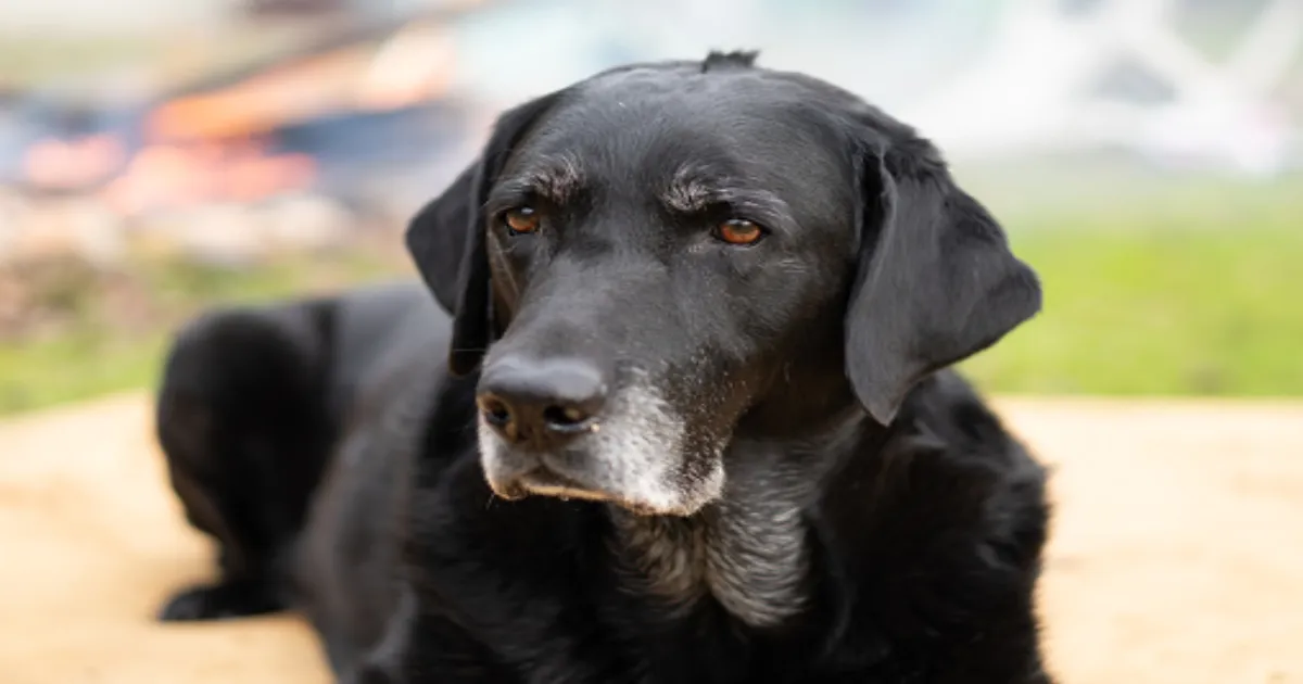 Israeli Researchers Explore New Hope for Dogs with Chronic Kidney Disease