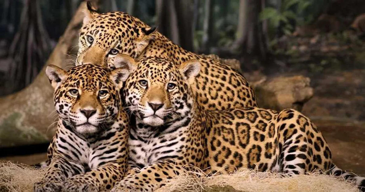 Mumbai’s Sanjay Gandhi National Park Boasts 54 Leopards, Signals Robust Conservation