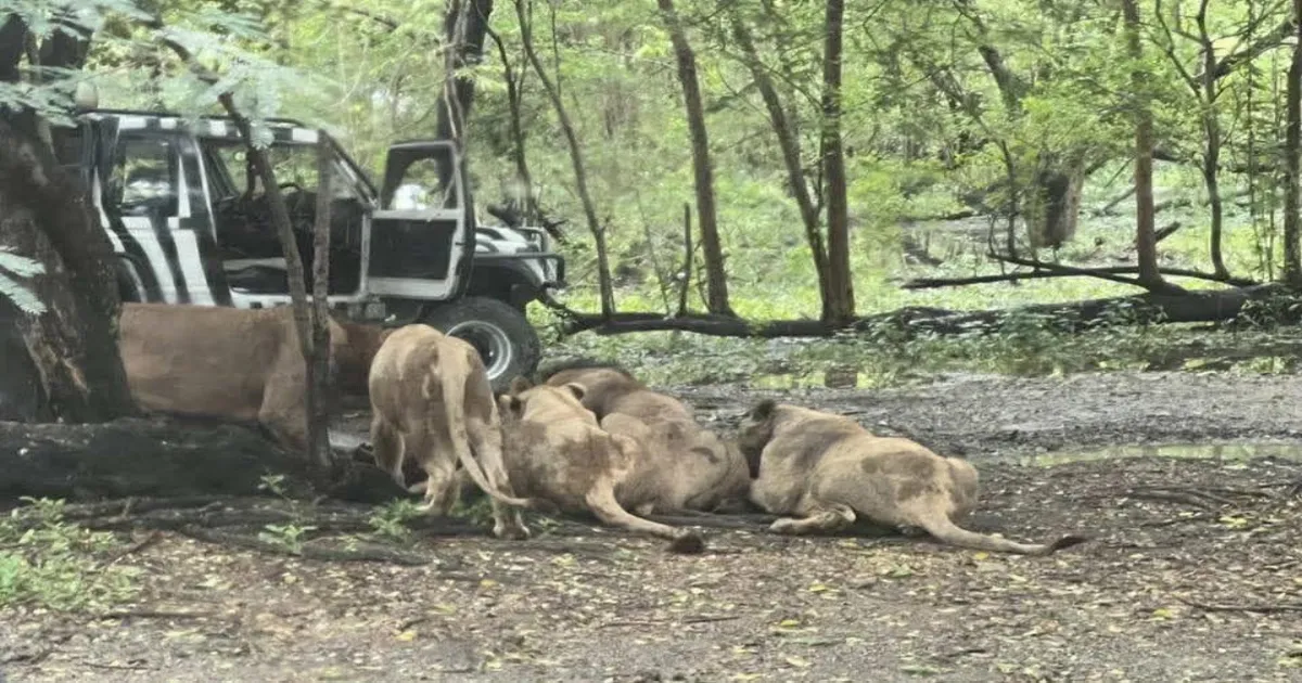 Lions Maul Zookeeper to Death at Bangkok Zoo