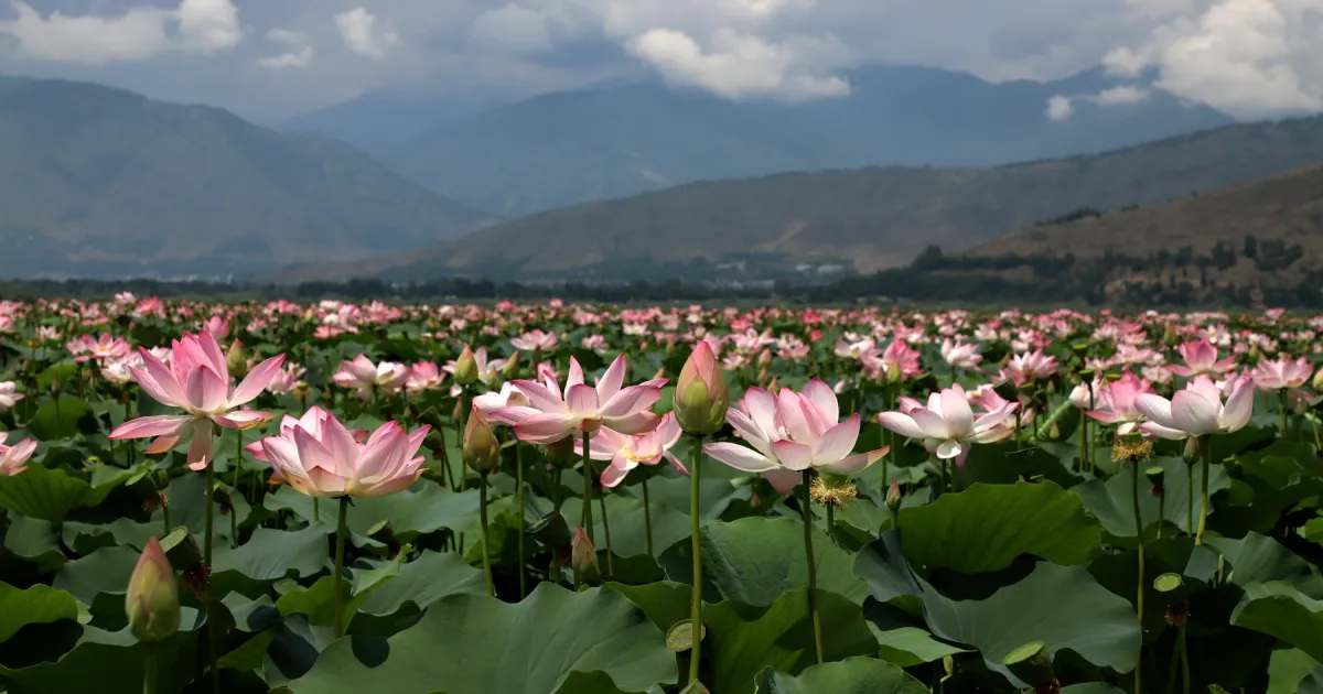 Miracle in Kashmir: Lotus Beds Bloom Again in Wular Lake After 30 Years!