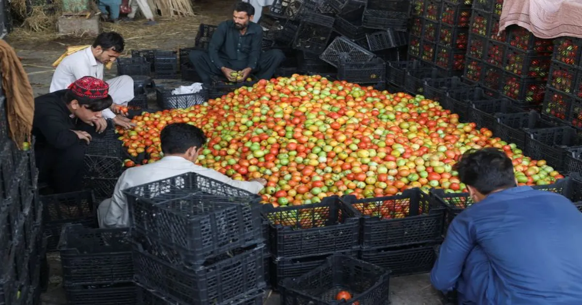 Pakistan Faces 400% Tomato Price Surge After Border Tensions With Afghanistan