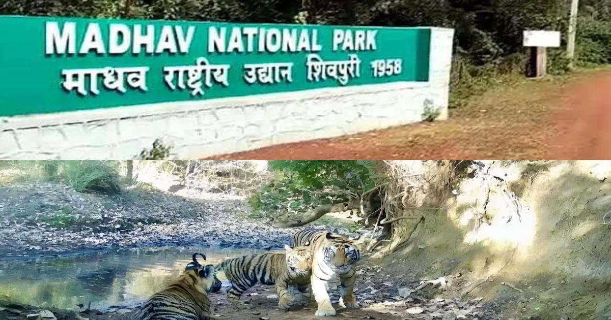 58th Roar And Counting! 'India Will Always Be At Forefront of Protecting Animals:' PM Modi
