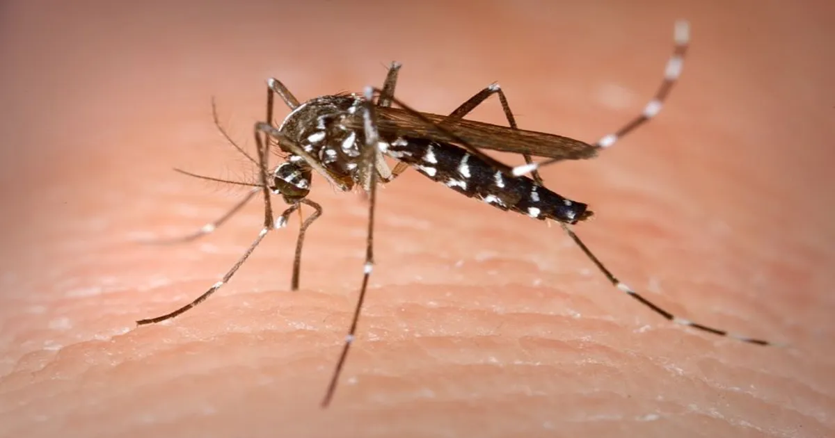 Andhra to deploy AI-powered mosquito surveillance, control system