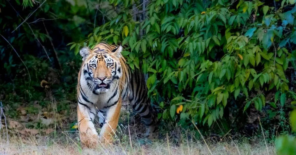 India Loses 162 Tigers in 2025 With Madhya Pradesh Recording Highest Ever 54 Deaths
