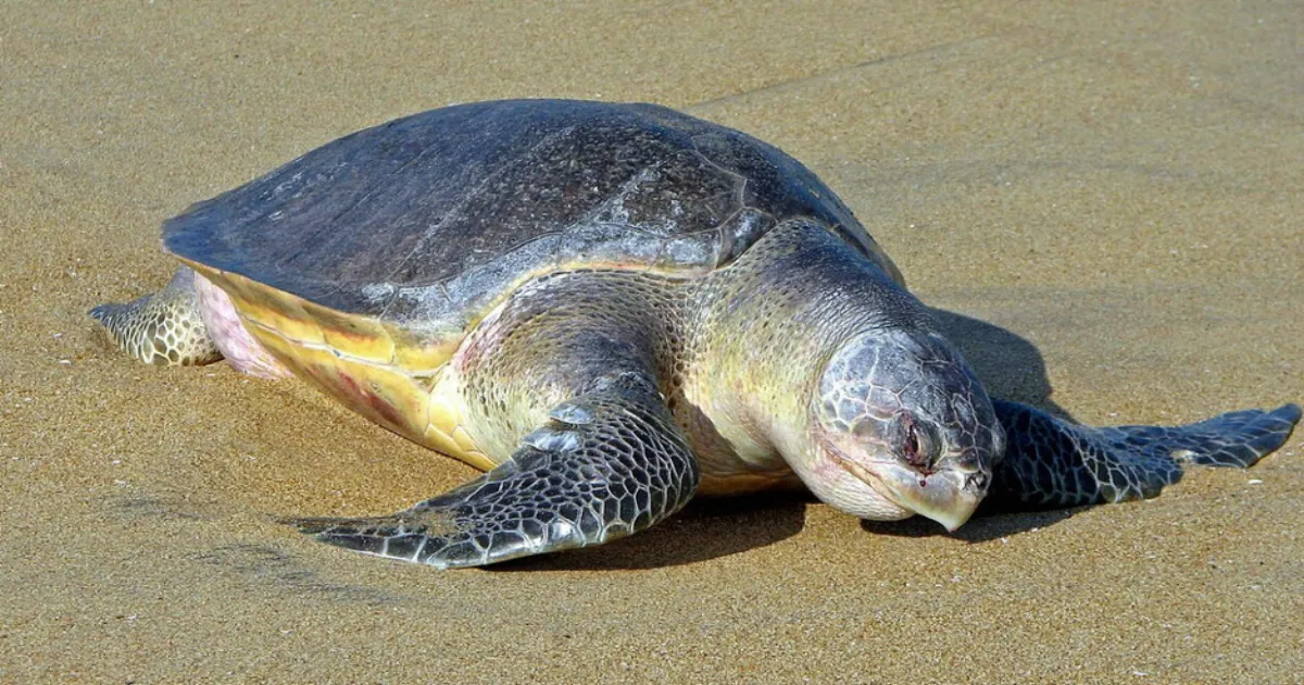 A Turtle's 1000 Km Trek! Tagging Reveals Astounding Trip of Olive Ridley Turtle from Odisha to AP