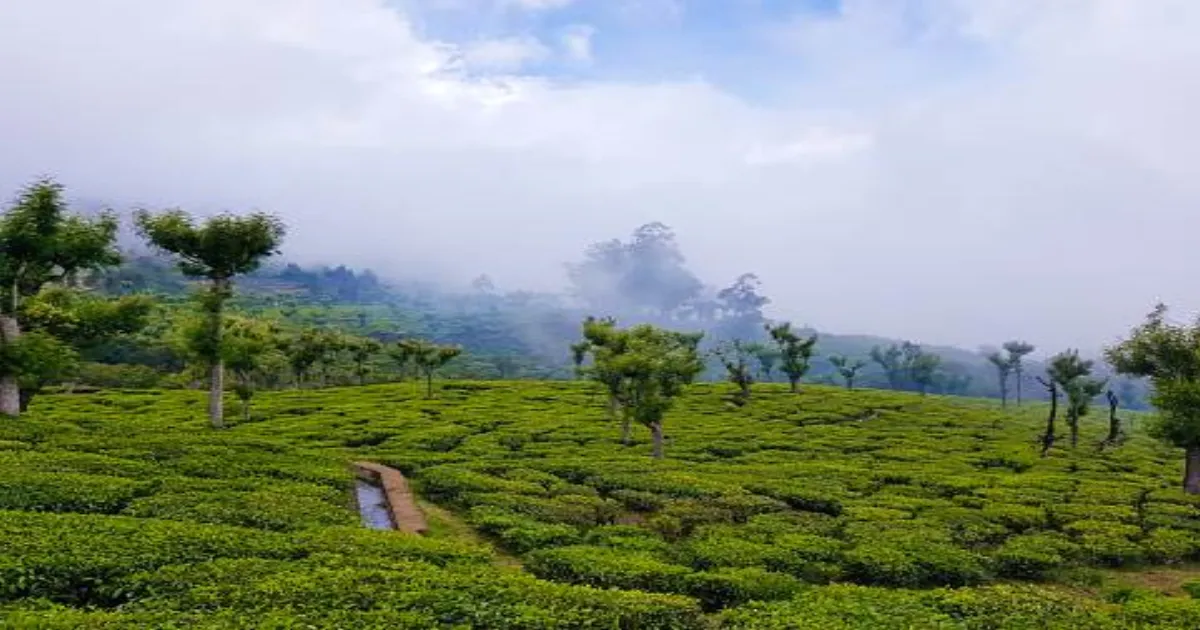 planning-a-trip-to-ooty-or-kodaikanal-heres-your-guide