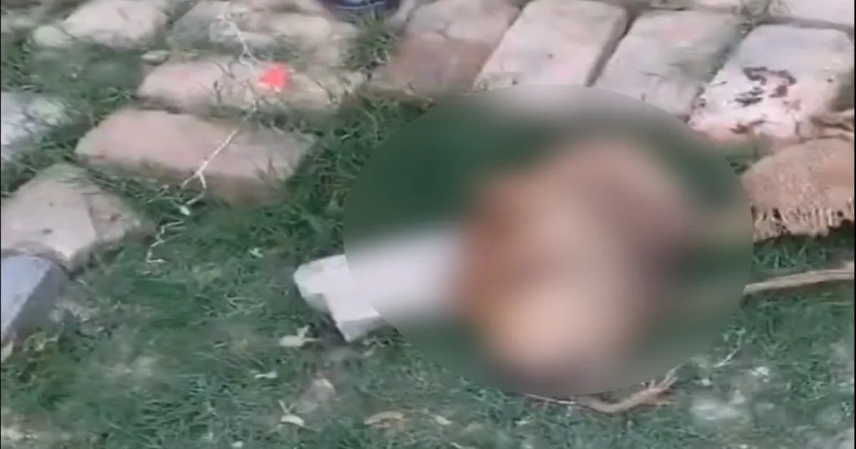Shocker! Severed Cow's Head Placed Outside Temple in Lucknow