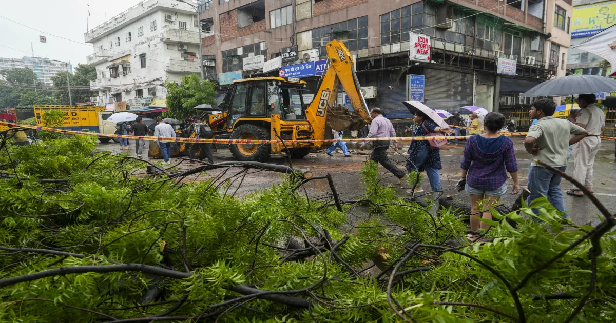 delhis-trees-are-dying-under-concrete-monsoon-tragedy