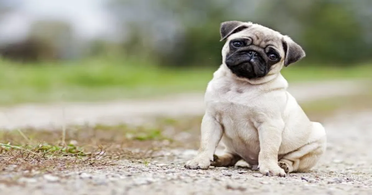 Want a Dog in An Apartment? No Problem! Top 5 Dog Breeds for Apartment Living