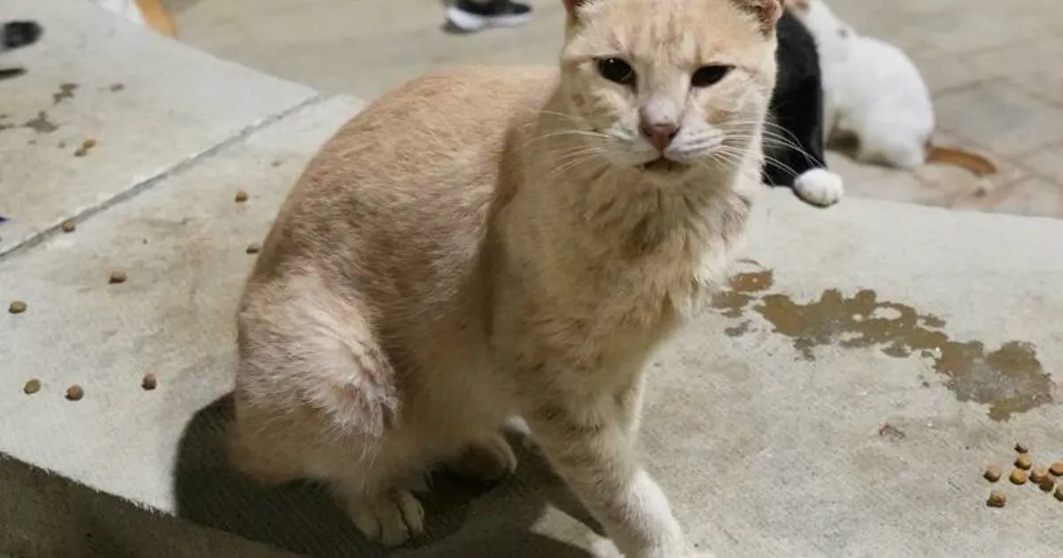 New Zealand Launches Ambitious War on 2.5 Million Feral Cats by 2050 to Save Native Wildlife