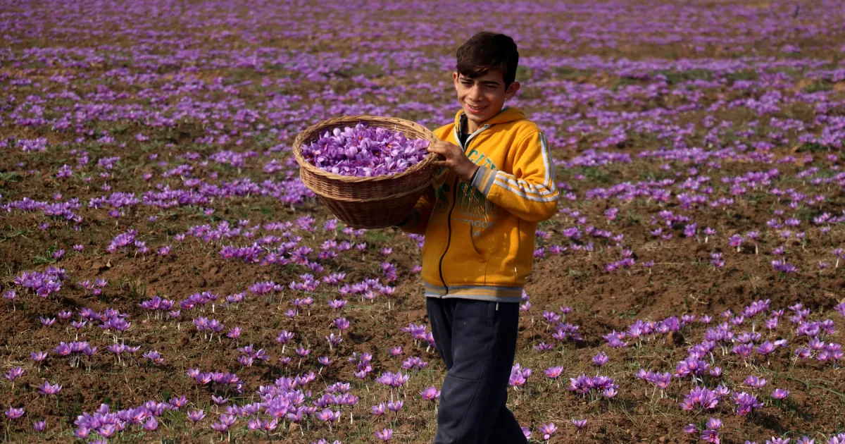 saffron-mission-jk-stabilizes-saffron-cultivation-eyes