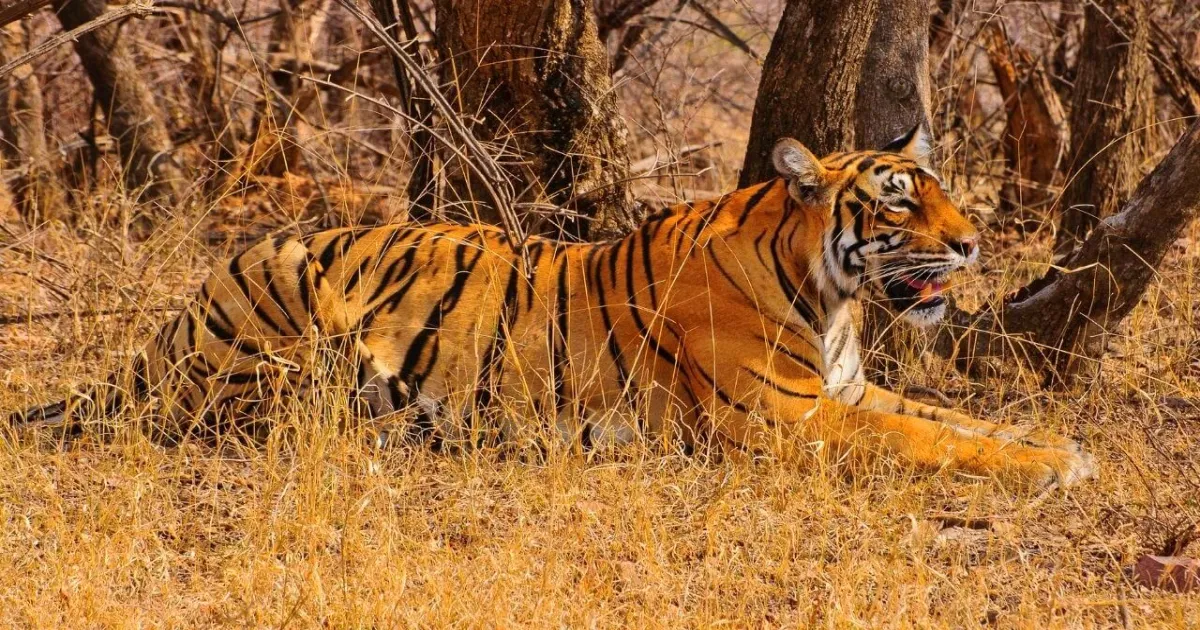rajmata-tigress-st-2-to-be-honored-with-statue-at-saris