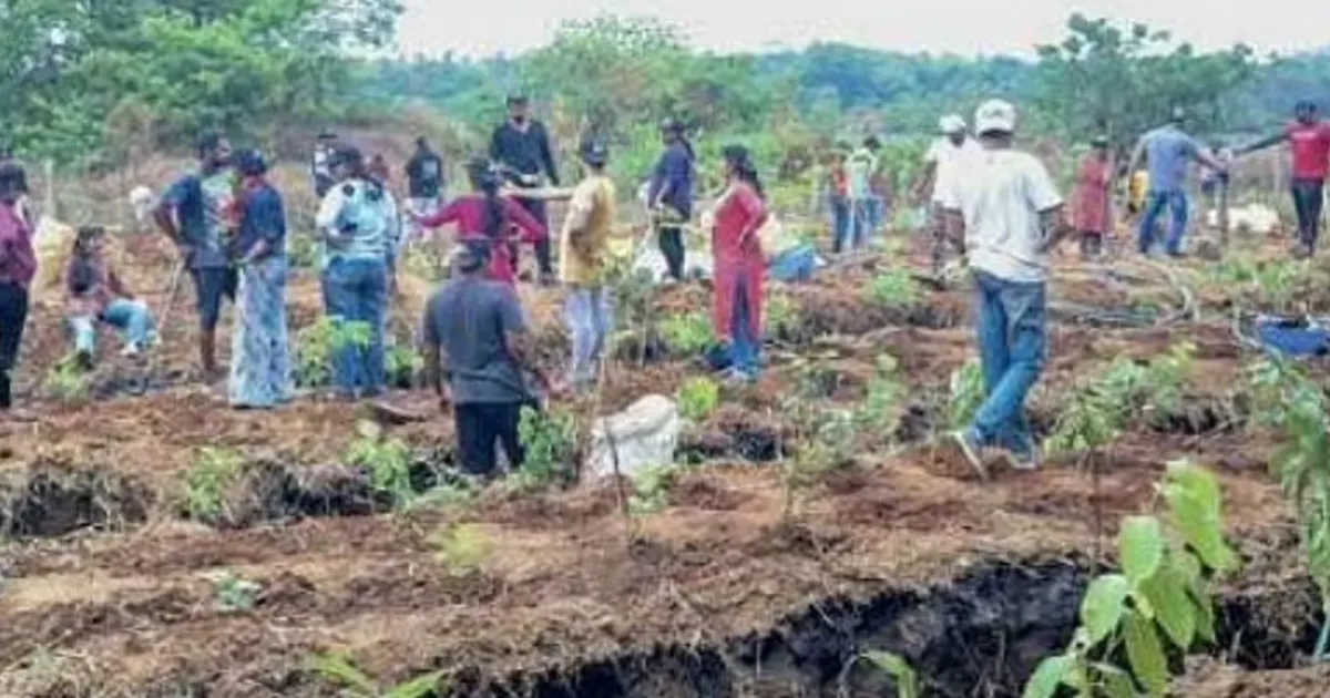 indias-afforestation-misses-target-funds-underutilized