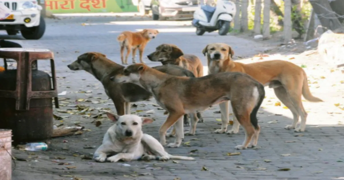 stray-dogs-kill-woman-in-uttar-pradesh-village