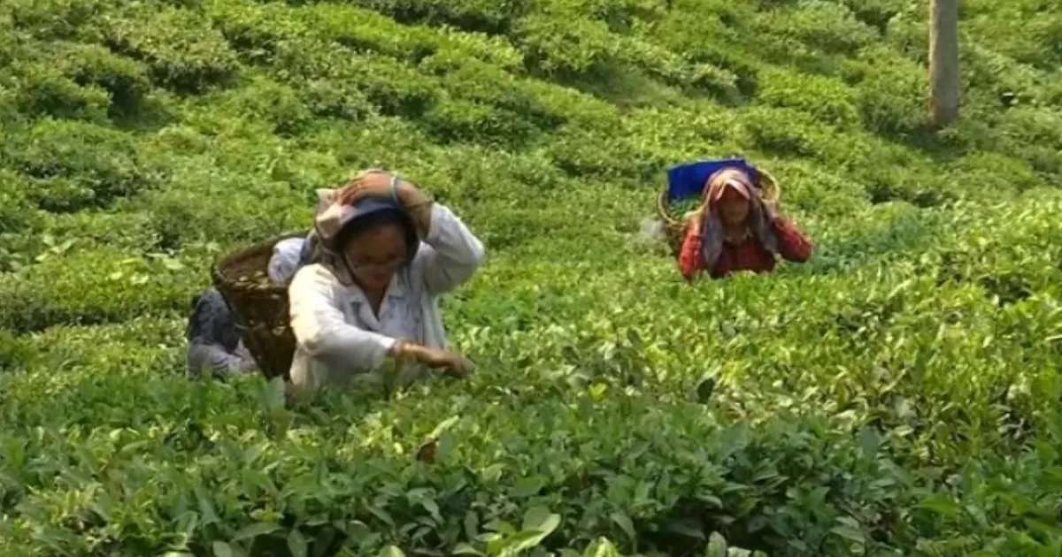 US Tariffs Threaten Indian Tea Exports