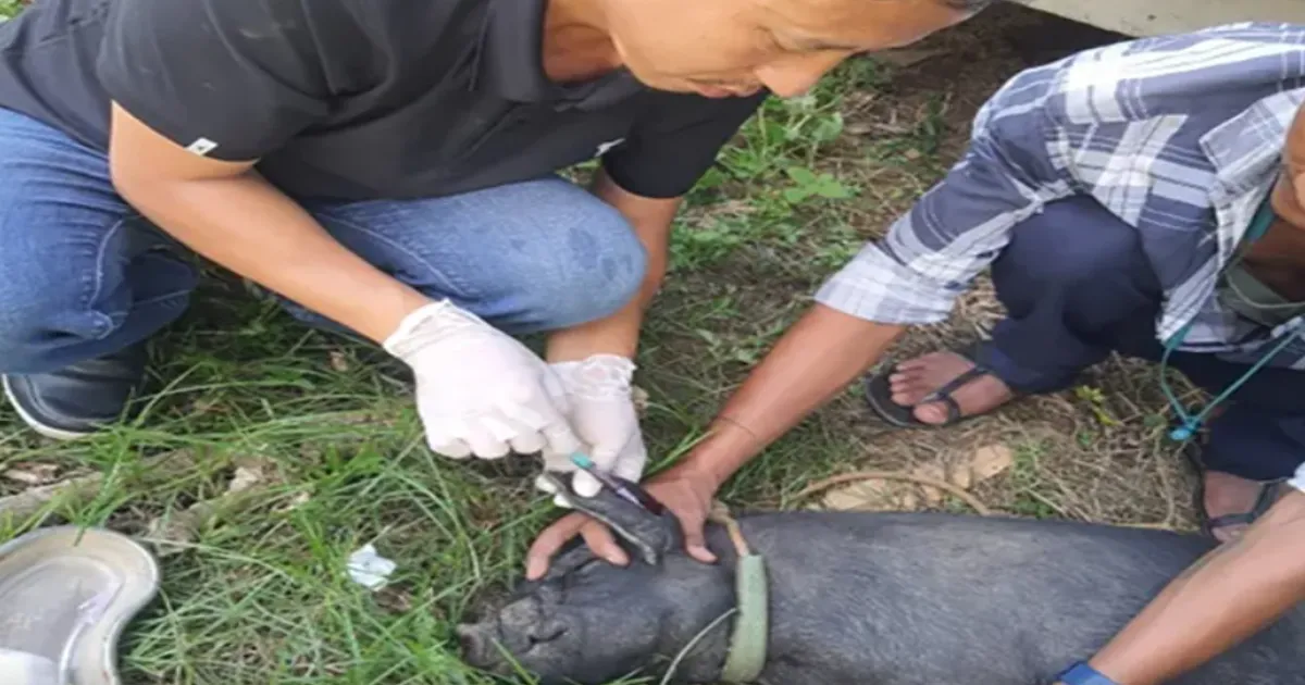 Arunachal Authorities Intensify Fight Against African Swine Fever in West Siang