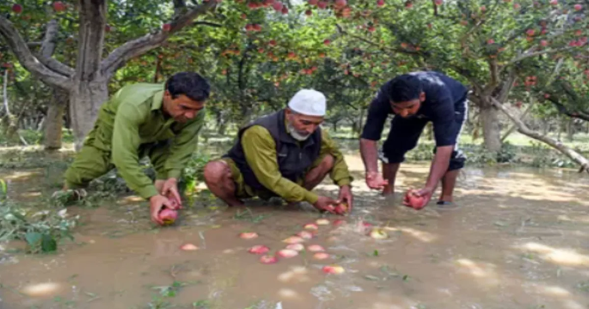 Kashmir Floods Wipe Out Paddy, Apple Crops