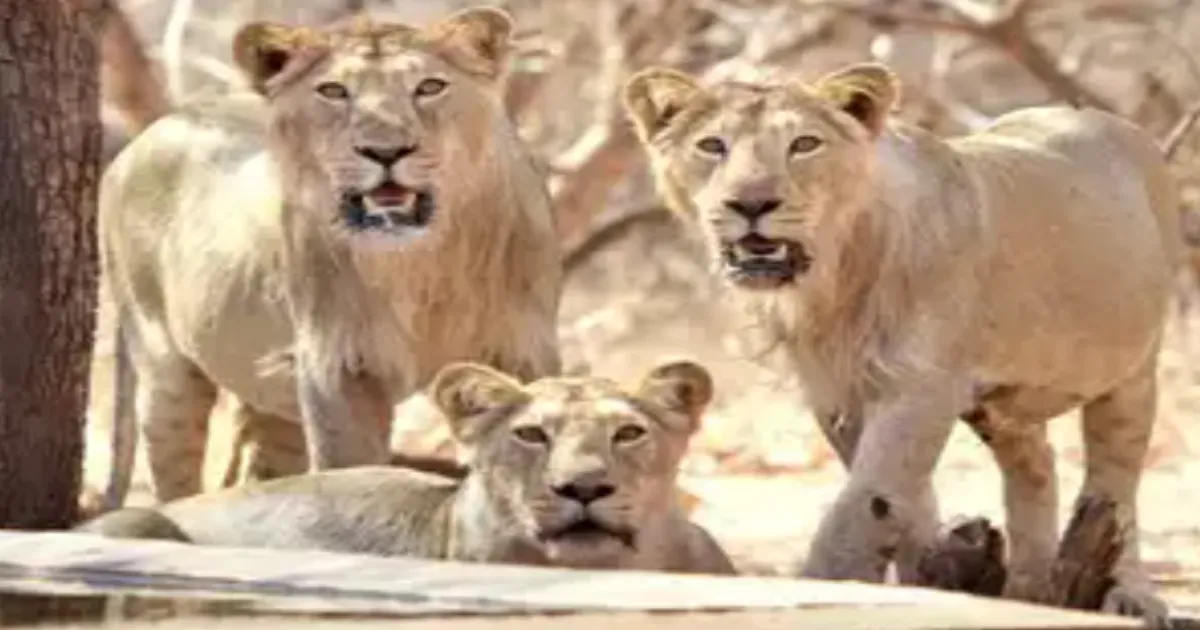 Over 300 Asiatic Lions Died In Gujarat In 2 Years; Govt Spent ₹37 Crore On Protection