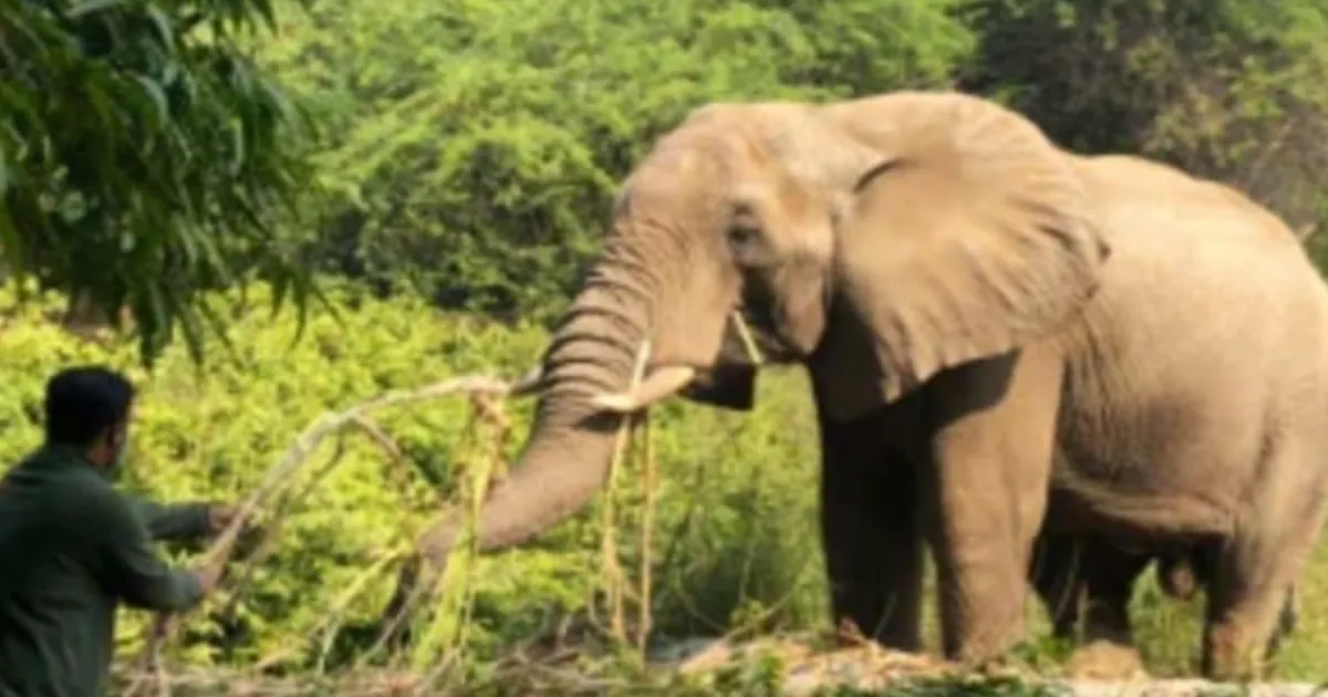 Delhi Zoo’s Lone African Elephant Shankar Dies; Investigation Ordered