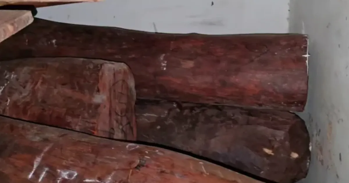 Rs 12 Crore Red Sandalwood Seized From Palghar Farmhouse