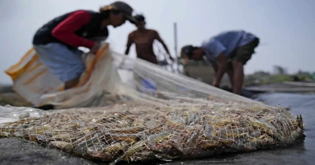 US Tariff Hike Devastates Odisha’s Seafood Industry 